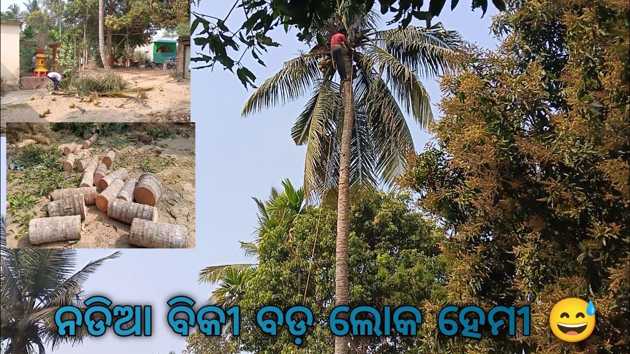 ନଡିଆ ବୀକି ବଡ଼ ଲୋକ ହେମି 😅।Sabu ଗଛ କଟା heigala 😐।#odisha #viral #vlog #villagelife #jayjagannath 