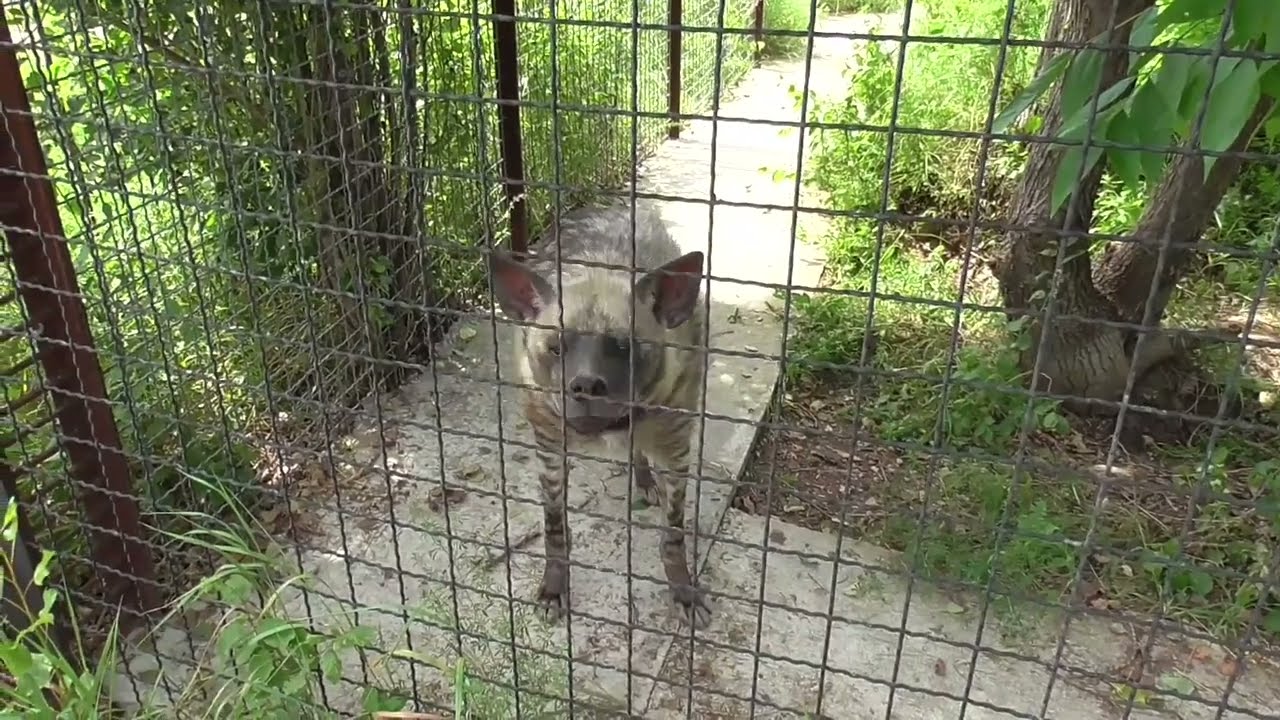 Клыкастые олени мунтжак! Тайган