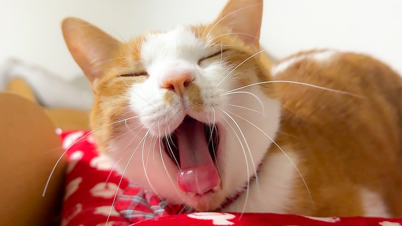 町内会の集まりで疲れたので猫たちにたくさん癒されます