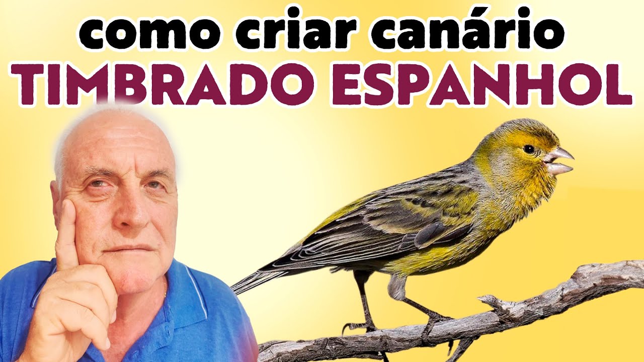 COMO CRIAR CANÁRIO TIMBRADO FLOREADO ESPANHOL E FIBRA