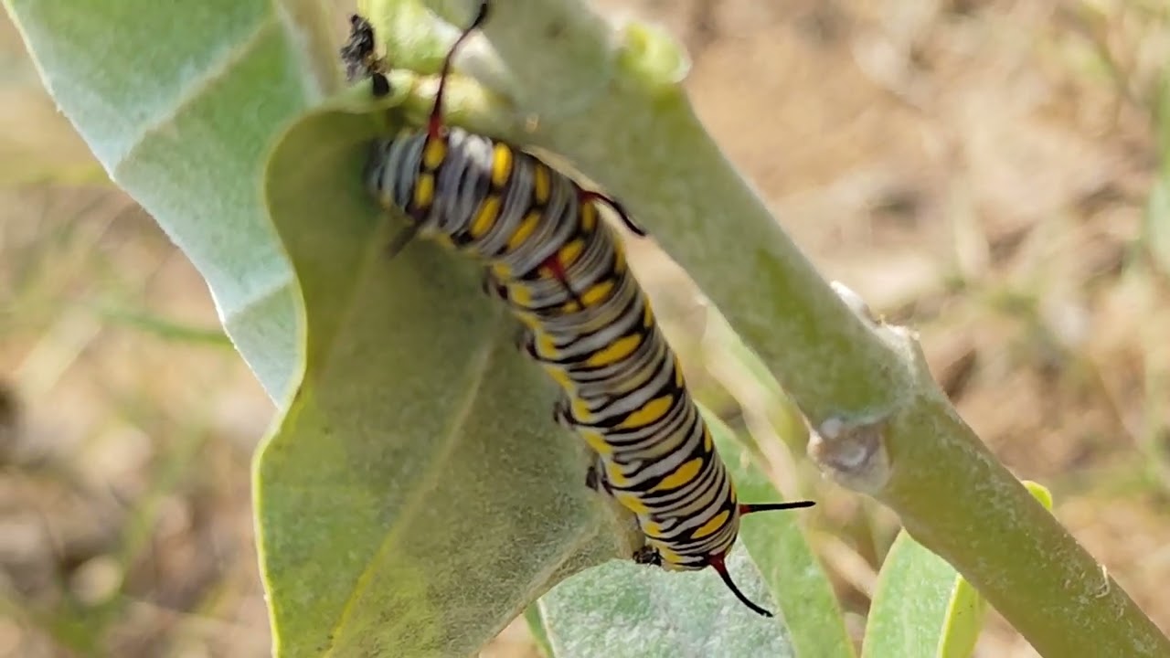 baby butterfly's🦋🦋🦋🦋🦋🐛🐛🐛😁 please one subscribe🥲🥲