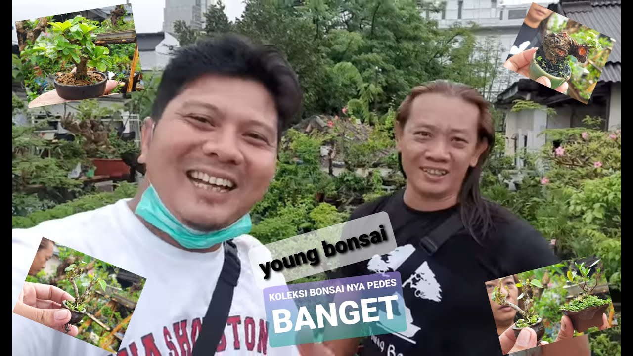 Video 1 || LAGI NGETREND DAN HEBOH BONSAI MINI KESHITSUBO, SHITO, MAME YOUNG BONSAI