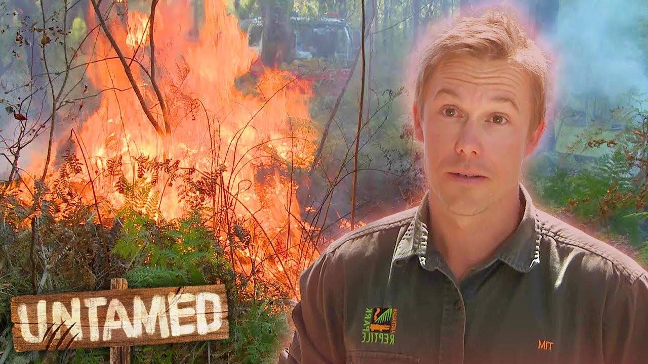 Routine Fire Test May Burn Down The Reptile Park! 🔥😱 | Bondi Vet Clips | Untamed
