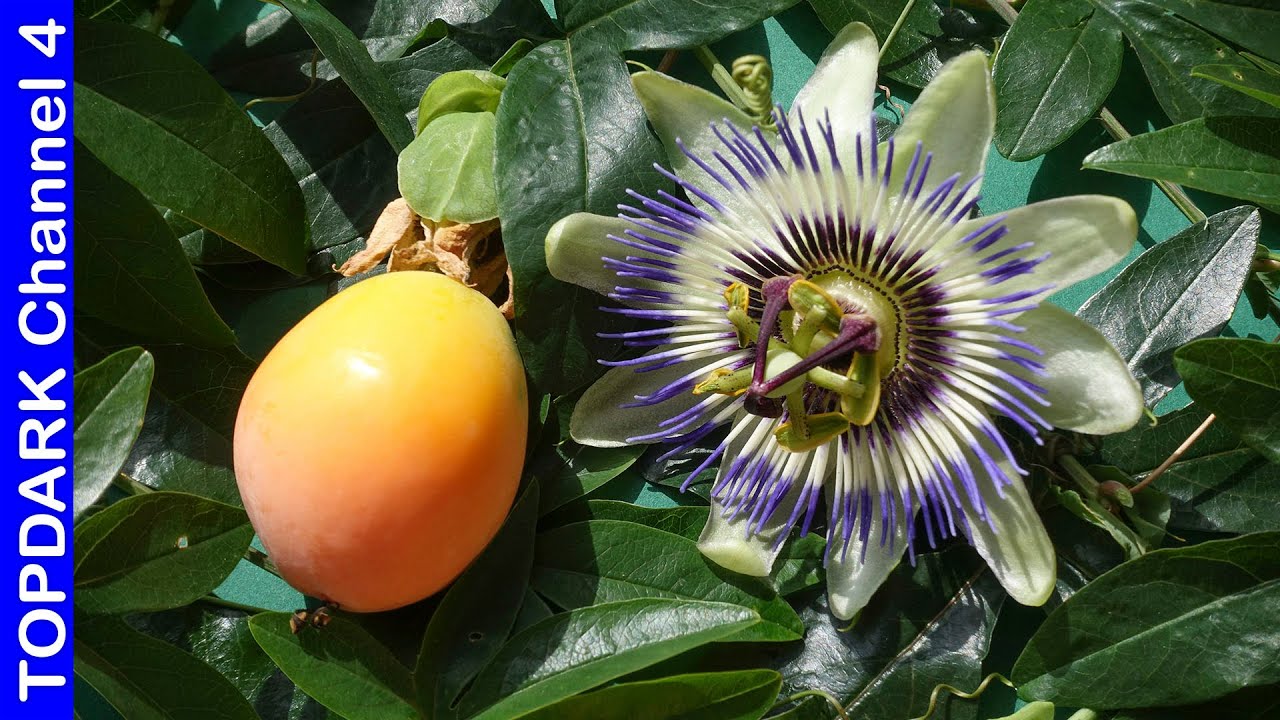 10 Hermosas  Variedades de Passiflora