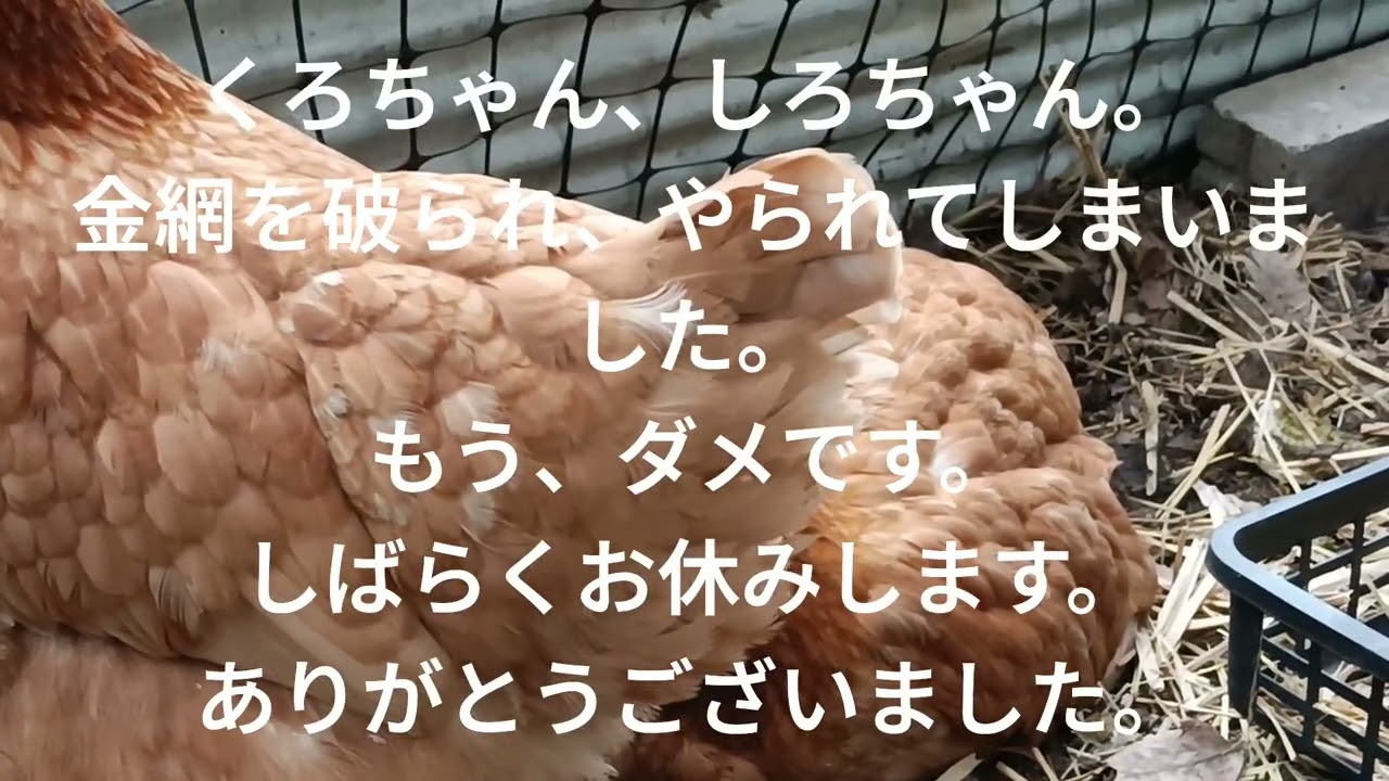 いたちにやられてしまったんです。烏骨鶏３羽なくしました。部長もやられたのに、頑張っています。辛くて報告できなかった。守るために、夜だけ金網の小屋に移動させていたしろちゃんとくろちゃんもやられました。