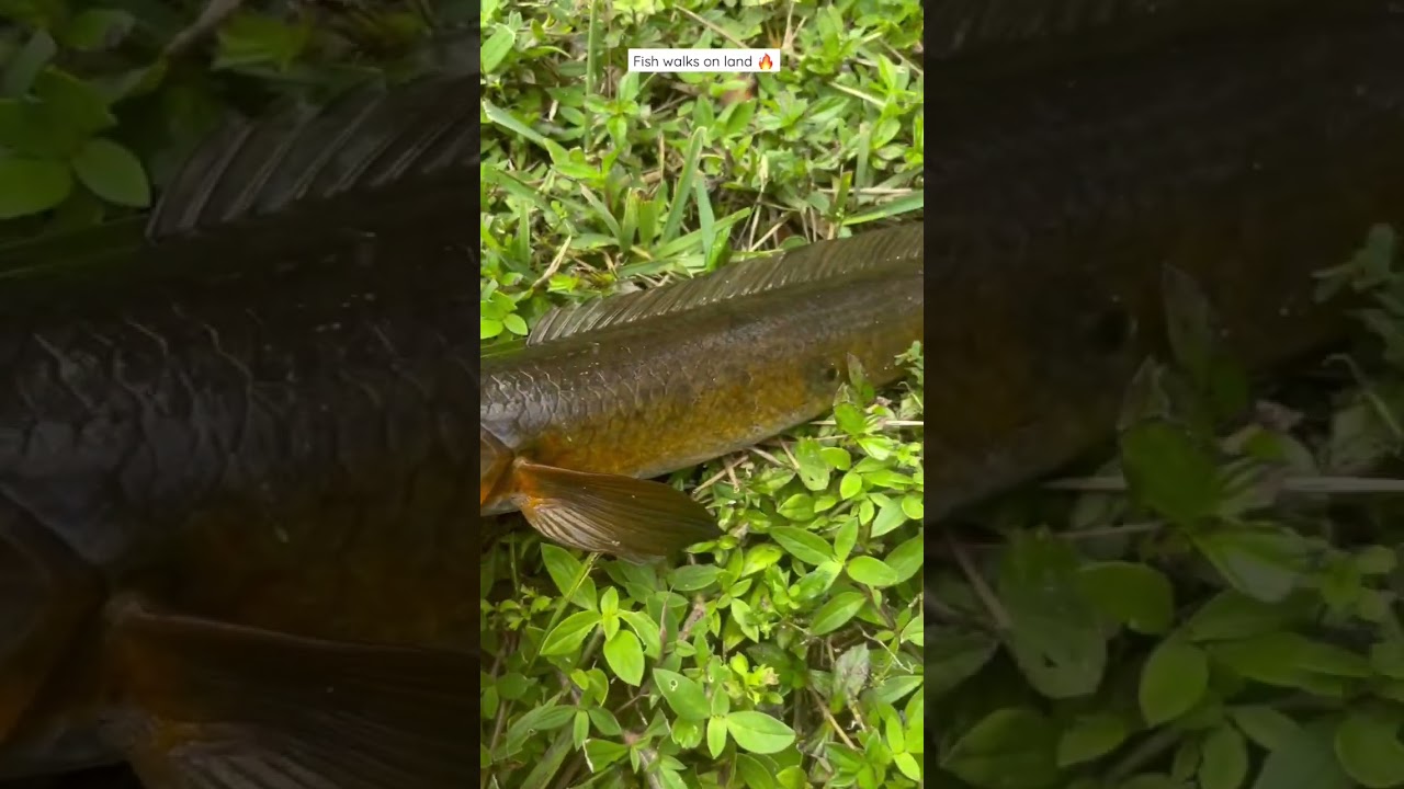 Snakehead walks on land!🔥 #islandlifefishing #tiktok #snakehead #walkonwater