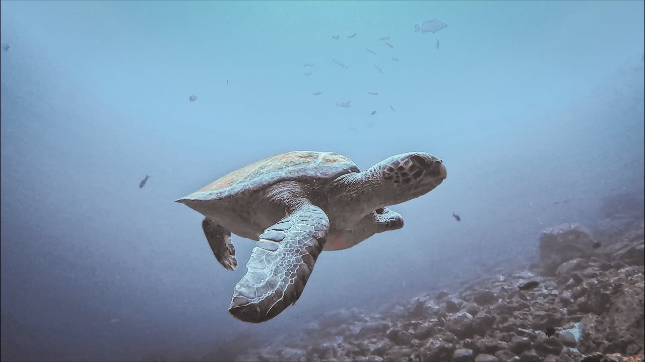 Galapagos Liveaboard Diving: Wolf and Darwin 2024