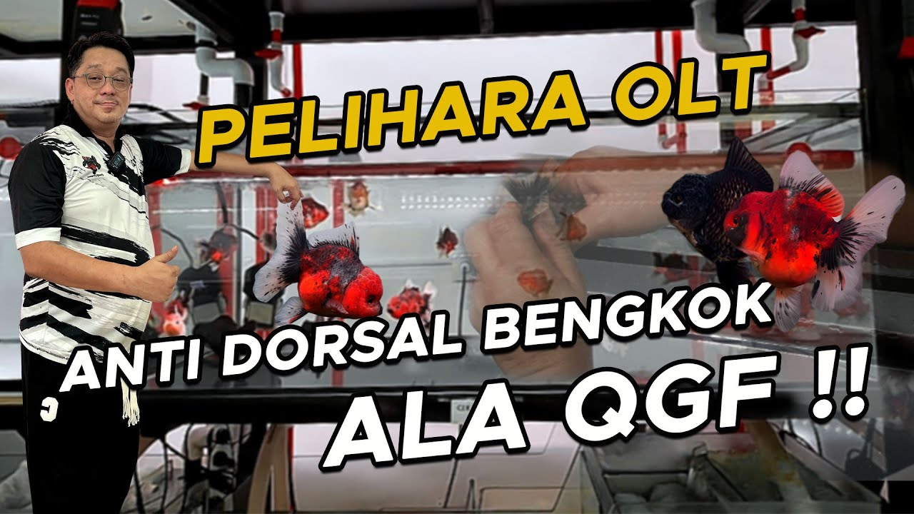 KOKI CCB KUALITAS TERBAIK PILIHAN MR. RENZA ADA DI RUMAH MAYIN !