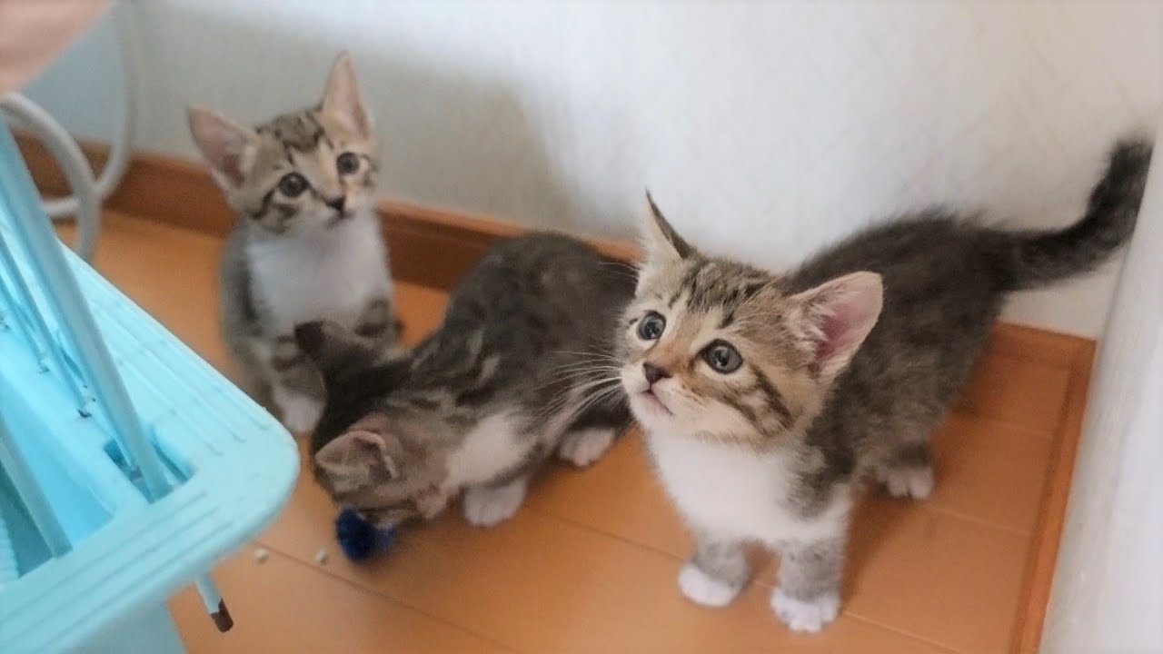 【生後42日】ゲリラ豪雨にビックリして物陰に避難する子猫たち ＆ 雨上がりのアル隊長