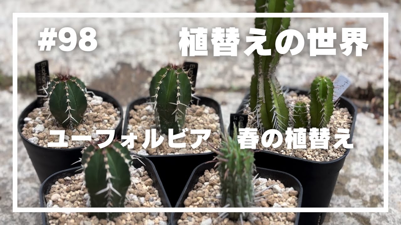 【ユーフォルビア】#98 _植替えの世界／春に植え替えた柱タイプのユーフォルビア