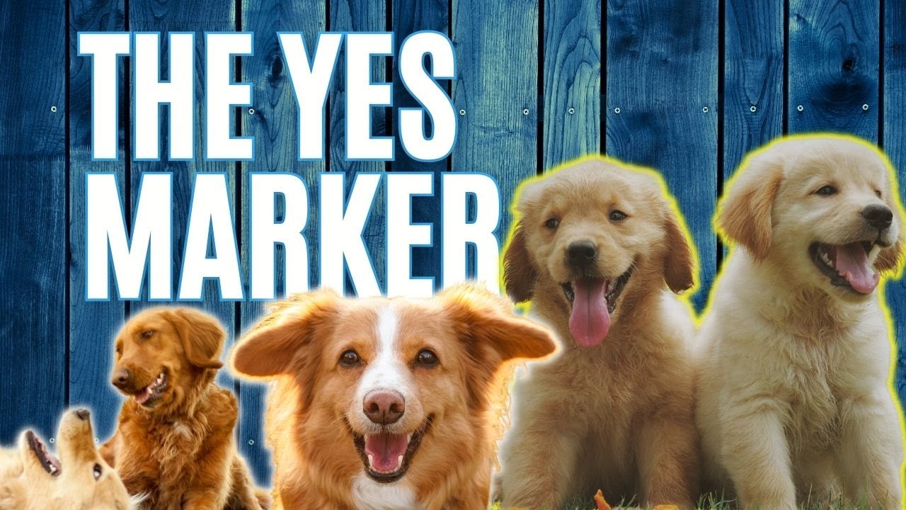 YES MARKER - The FIRST Thing To Teach Your Puppy!