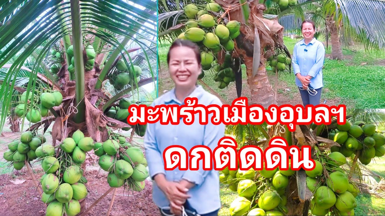 สุดยอดสวนมะพร้าวเมืองอุบล!! เริ่มจากทำคนเดียว ดกต้นแทบหัก ขายหน้าสวนลูกละ35- ไม่พอขาย