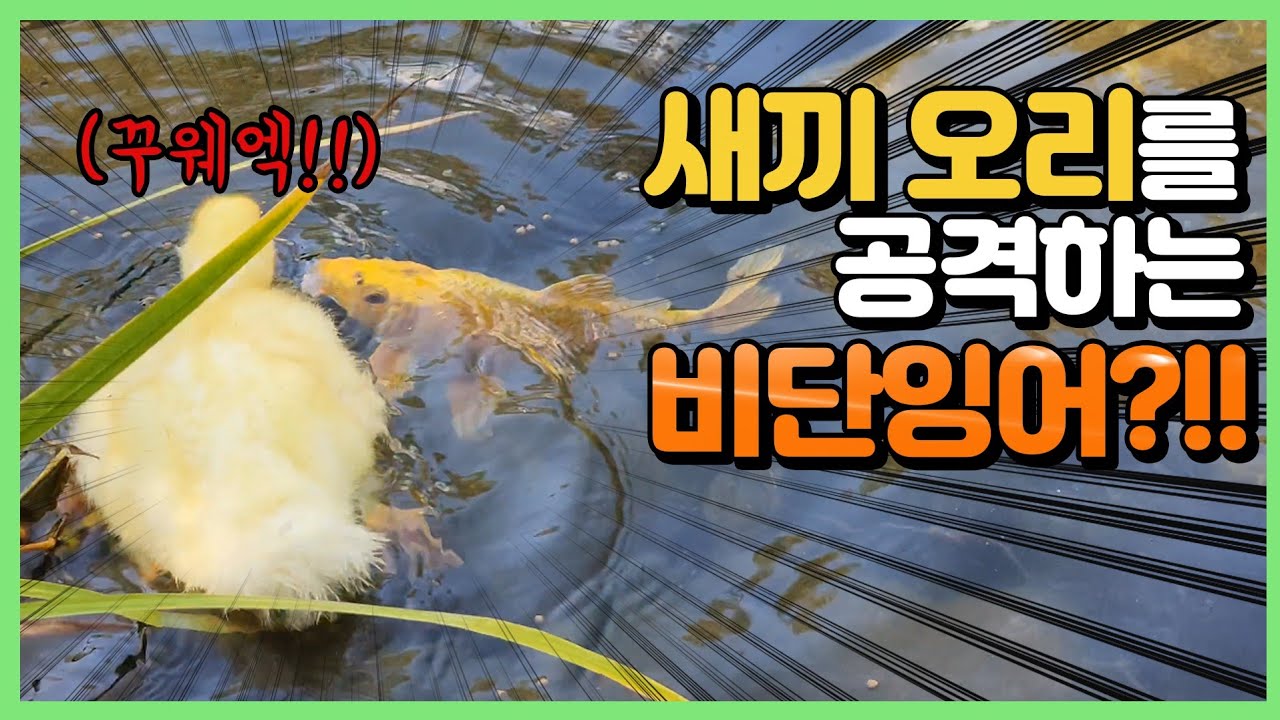 태어나서 처음 연못에 들어간 오리들ㅋㅋ