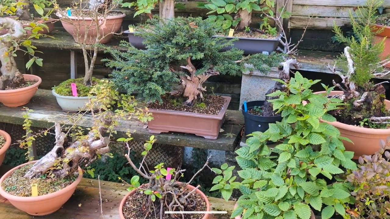 Bonsai Bueno Bonito Barato! Las gangas que veo en Kingii @kingiibonsai2713 