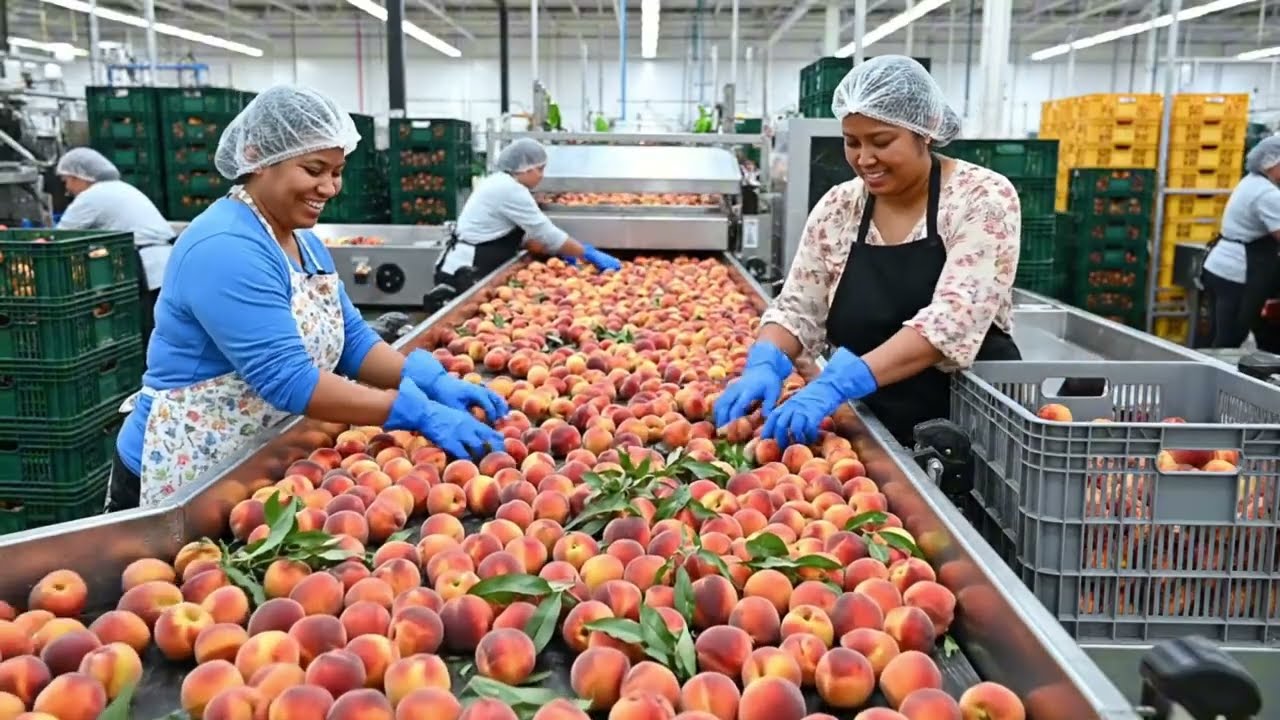 How American Farmers Harvest Thousands Of Tons Of Fruits And Vegetables | MechaProcess