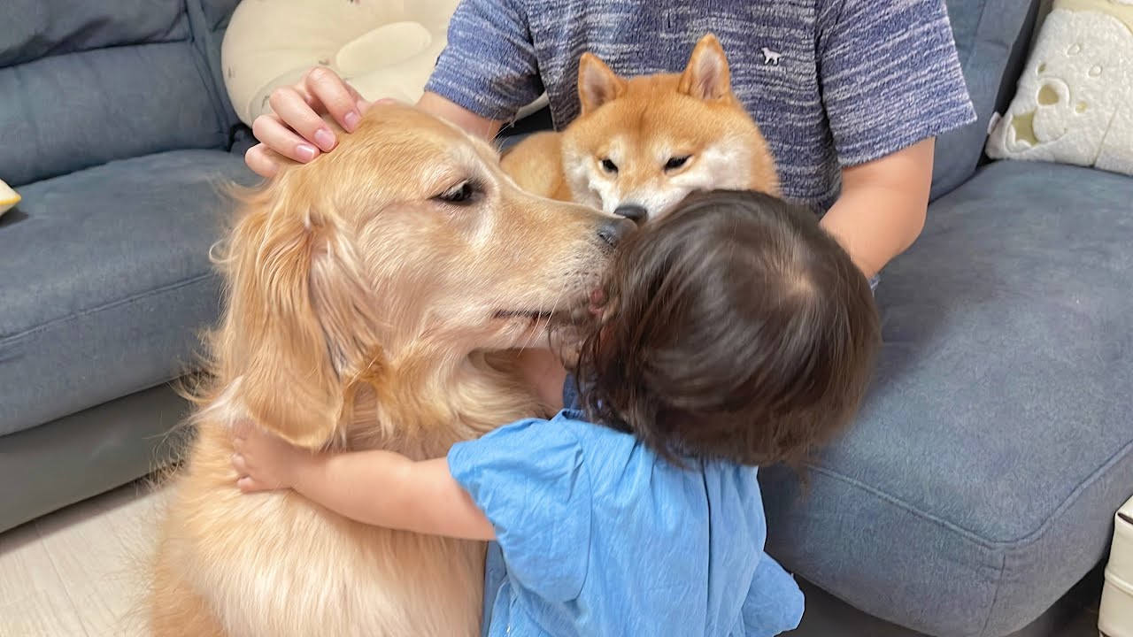 愛し愛されを繰り返すお互いが大好きで堪らない豆柴とゴールデンレトリバーと1歳児