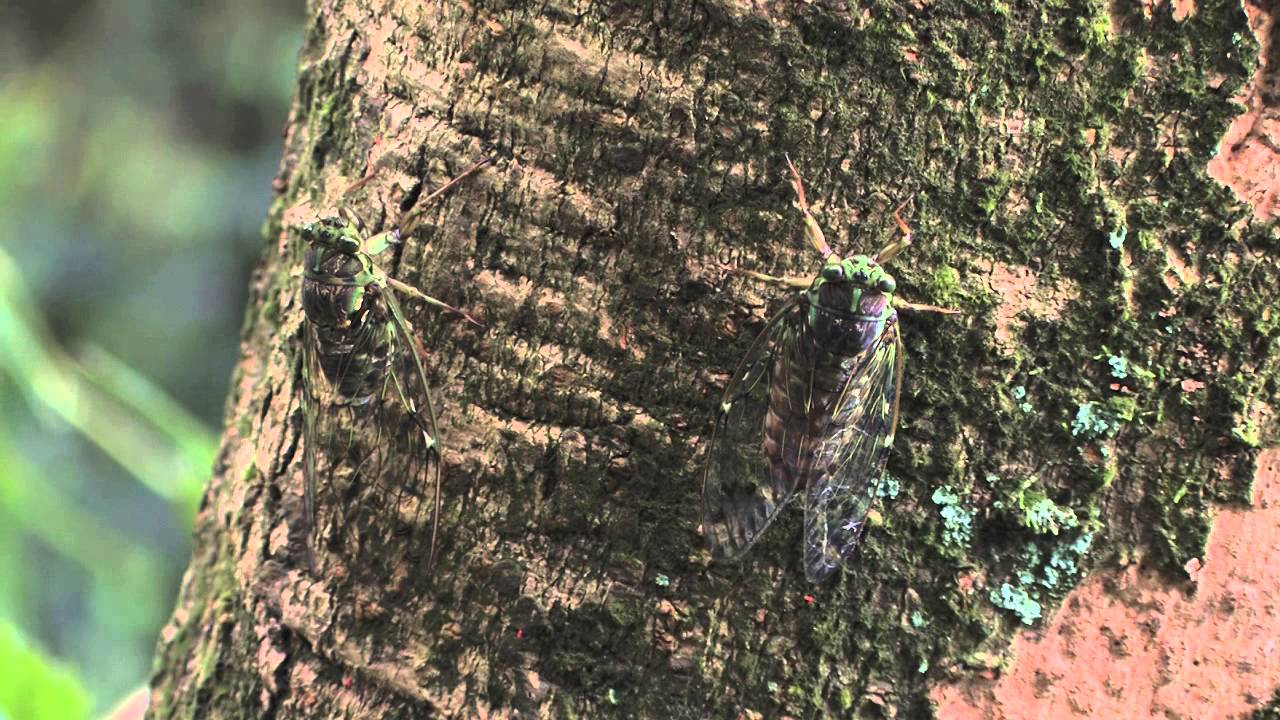 陽明山國家公園_陽明山的蟬