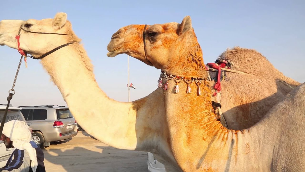مسيرة الطايلات ل علي بن هياي المنصوري مزاين الظفرة 2015