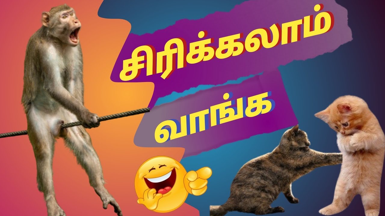 Cat anddogcomedyvideostamil🤣😾🤣🦮#animalcomedyvideos🤣🤣#trendingcomedyvideostamil#newlifesis0076 