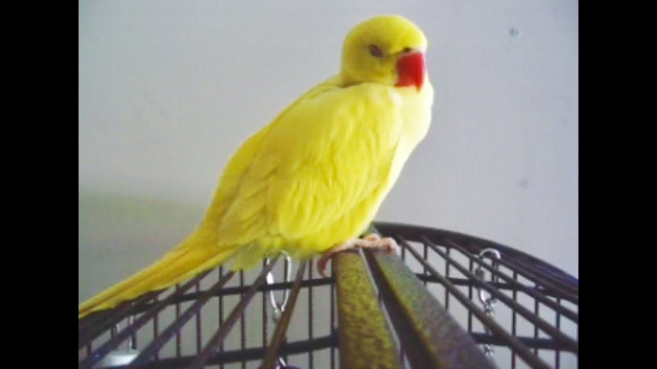 Flashback to baby bird days - Koolaid Bowie Smokey