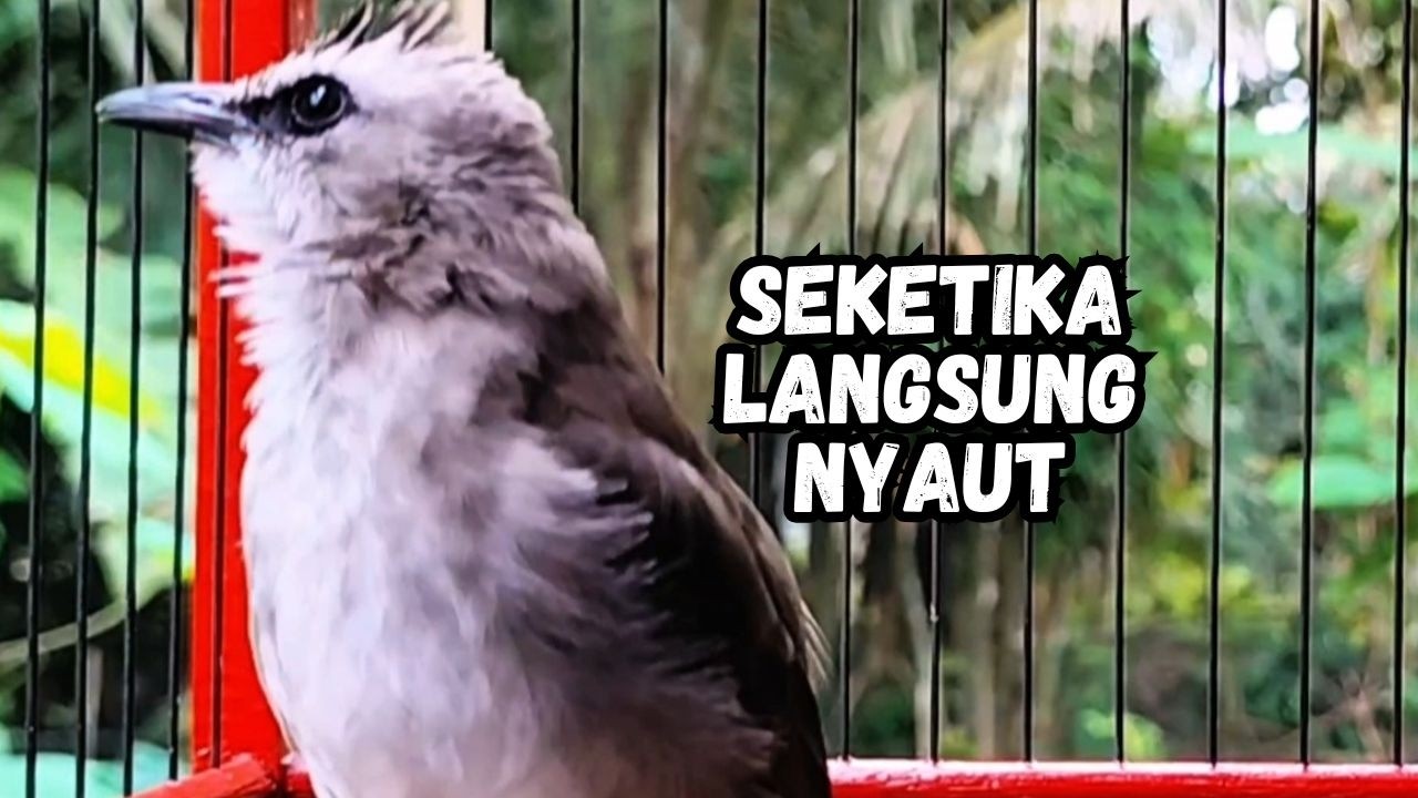 Masteran TRUCUKAN GACOR Ngalas Tarung ROPEL Paling Bagus Untuk Pancingan TRUCUK Agar Bunyi Nyaut