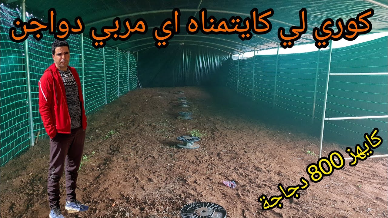شوفو كوري غايهز 800 دجاجة مع مسرح فين ارعا الدجاج  نصاءح مهمة لصاحب المشروع