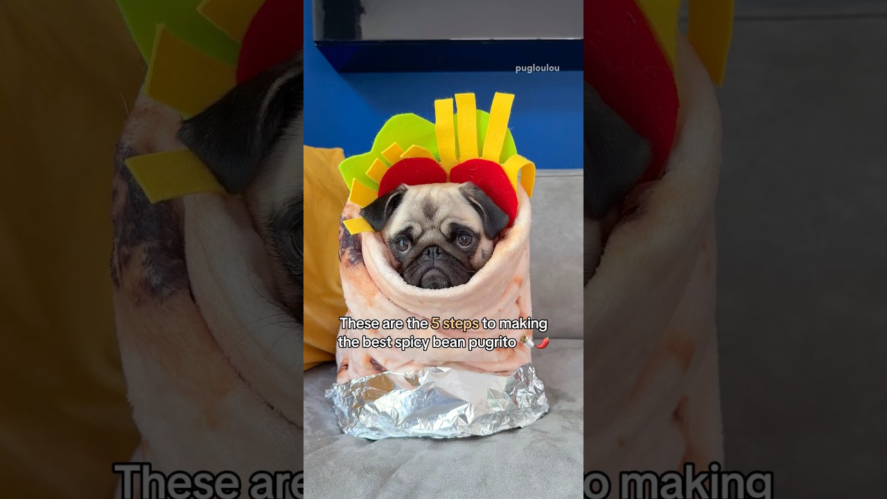 How to make the SPICIEST pugrito 🌯🌶️ #pug #dog