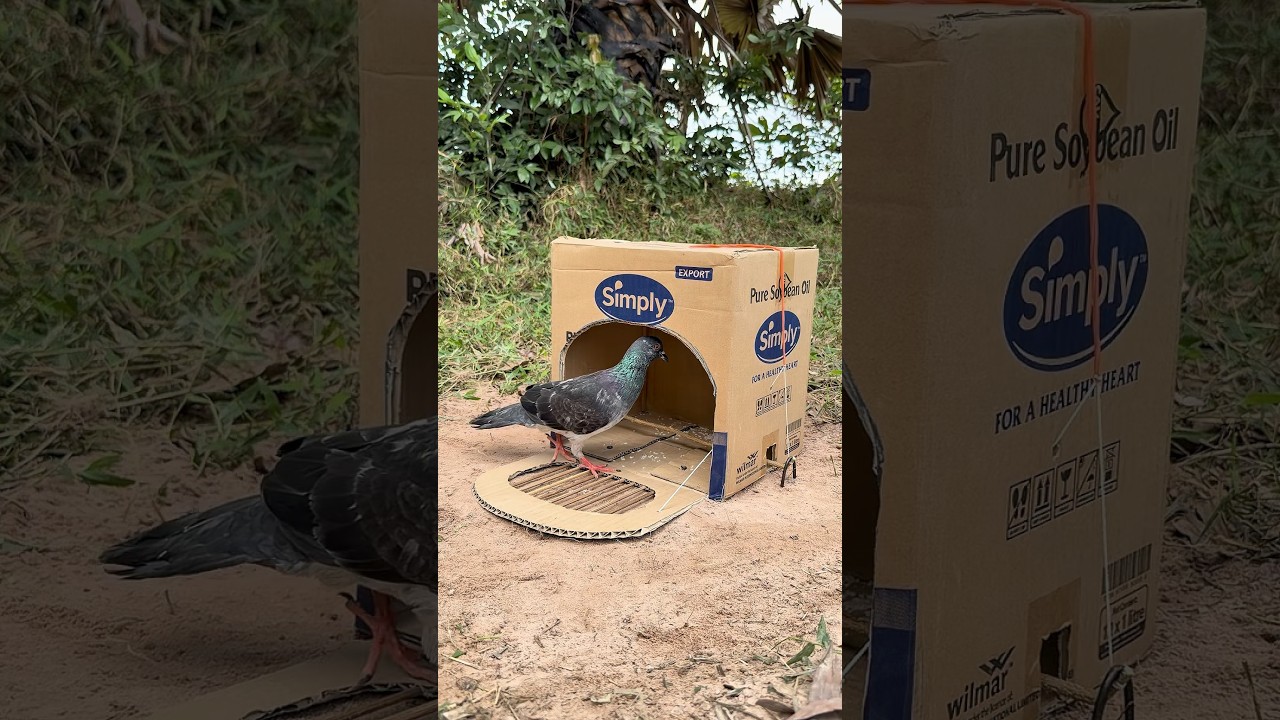 Best Quick Bird Trap Using Cardboard Box #shorts