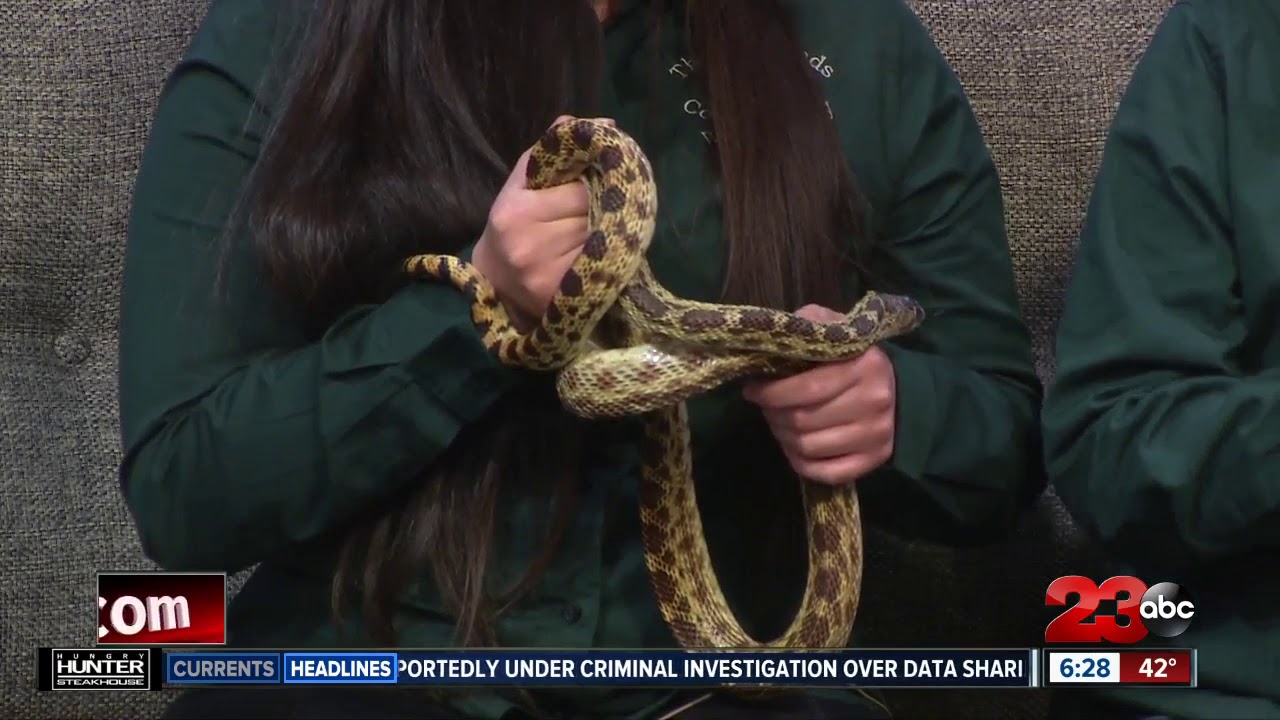 Wind Wolves Preserve Nature Festival preview