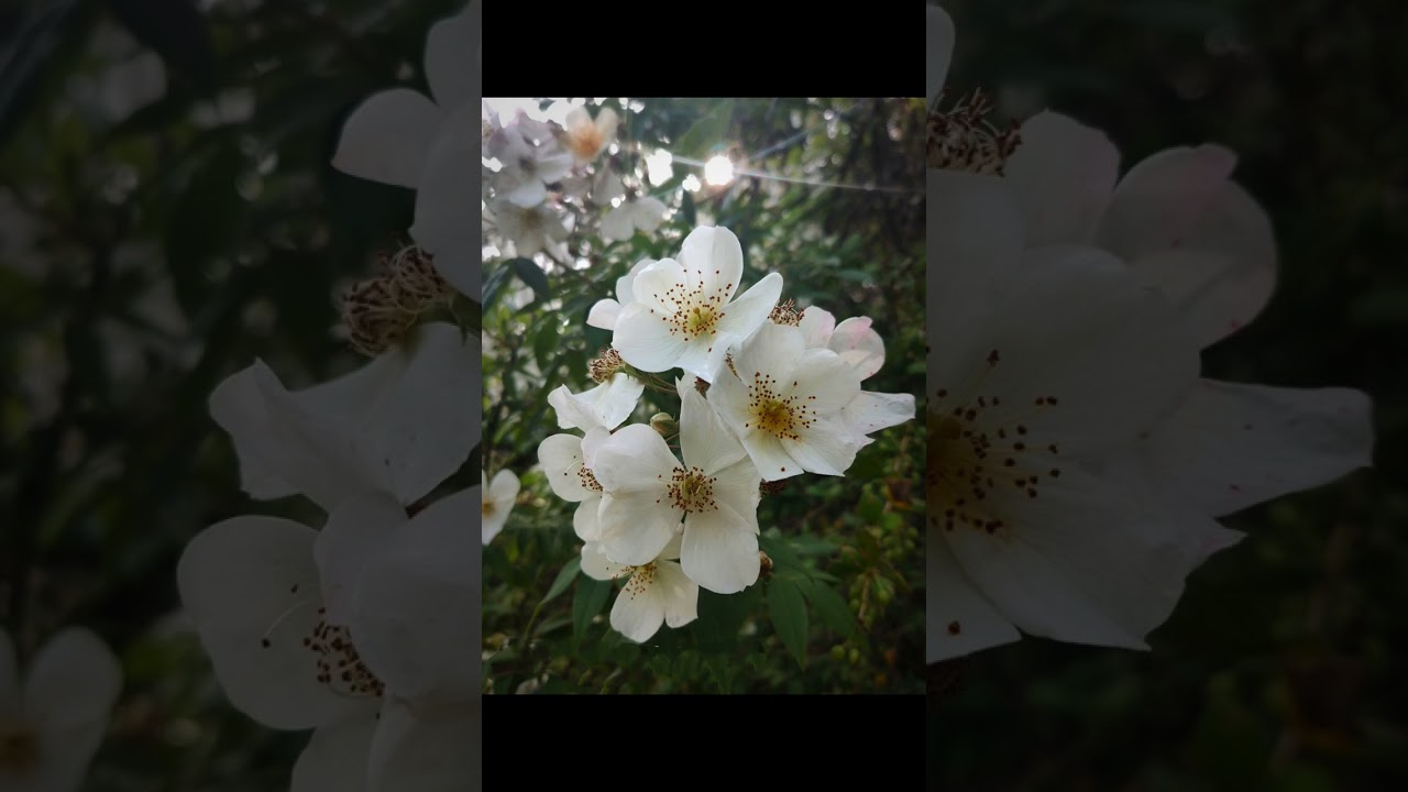Beauty of Flowers in Nature World