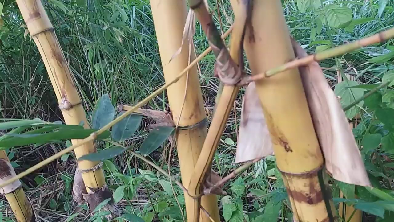 DO'A BAMBU PETUK