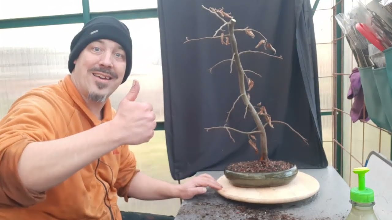 Budget bonsai series  Severe root pruning for a hornbeam tree