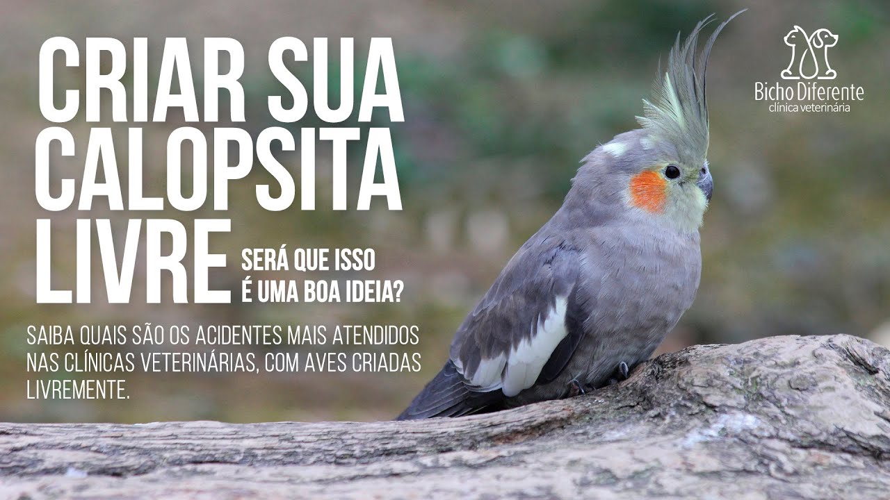 Criar Calopsita solta - pode ou não pode?
