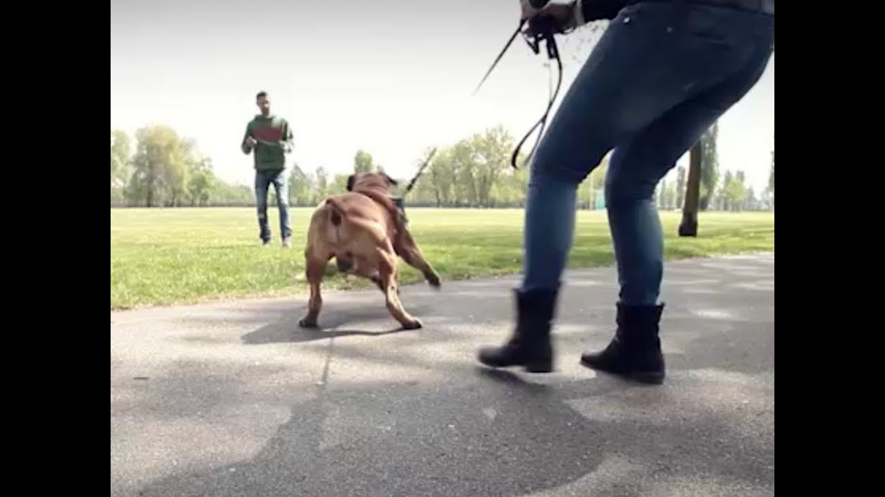 Come rieducare un cane aggressivo: Il caso di Duke