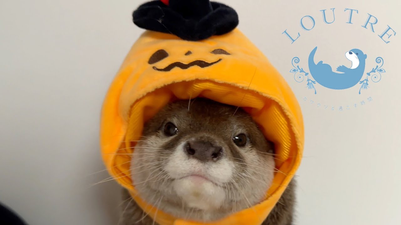 Забавный Хэллоуин с выдрами LOUTRE