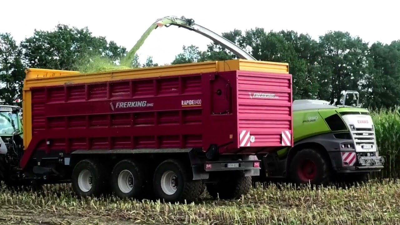 Maishäckseln 2023 mit Claas JAGUAR 990 Feldhäcksler mit Claas ORBIS 900 Schneidwerk