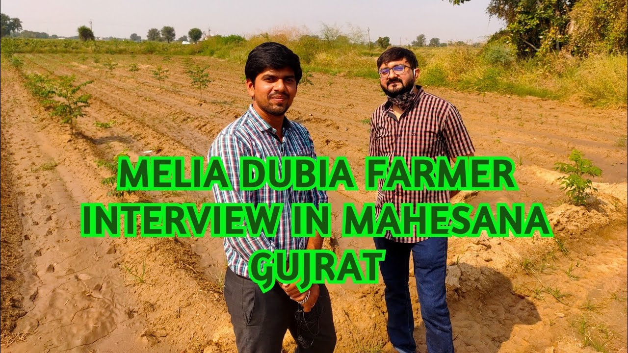 An interview with a melia dubia farmer / Aranya Nature Farm project / Malabar neem farming.