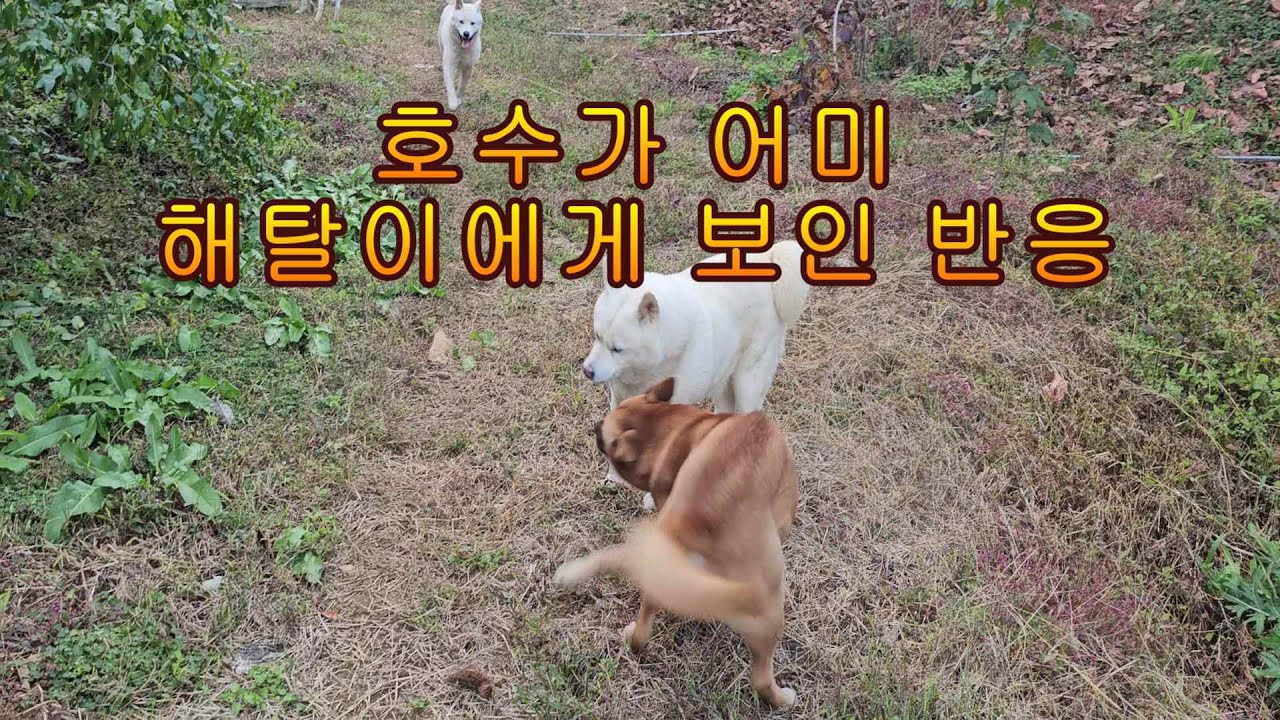 호수가 어미 해탈이에게 보인 반응