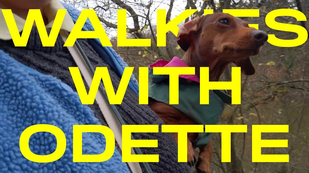 Walkies with Odette the mini dachshund in a new park 🌲