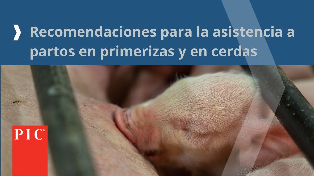 Recomendaciones para la Asistencia a Partos en Primerizas y en Cerdas