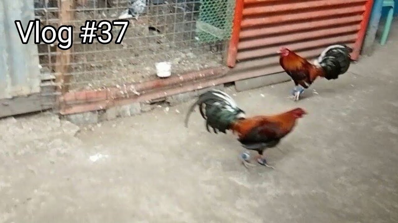 Vlog #37 | Simple Loft Vlog | Rooster Vlog