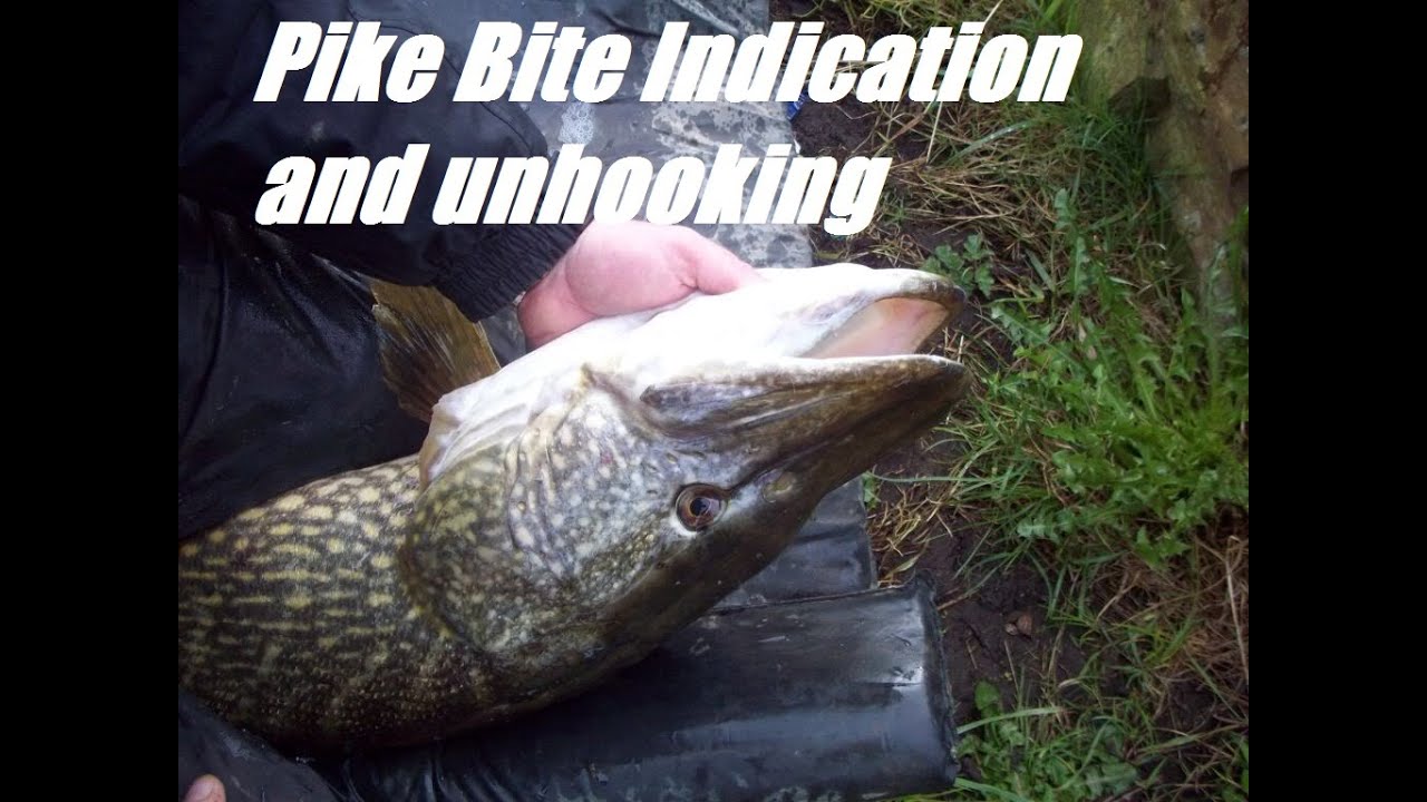 Pike Bite Indication and Unhooking