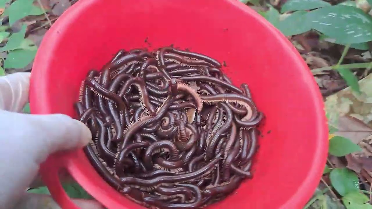 Surprising Day! Come Out for Outdoor Discover the Giant African Millipedes #americana