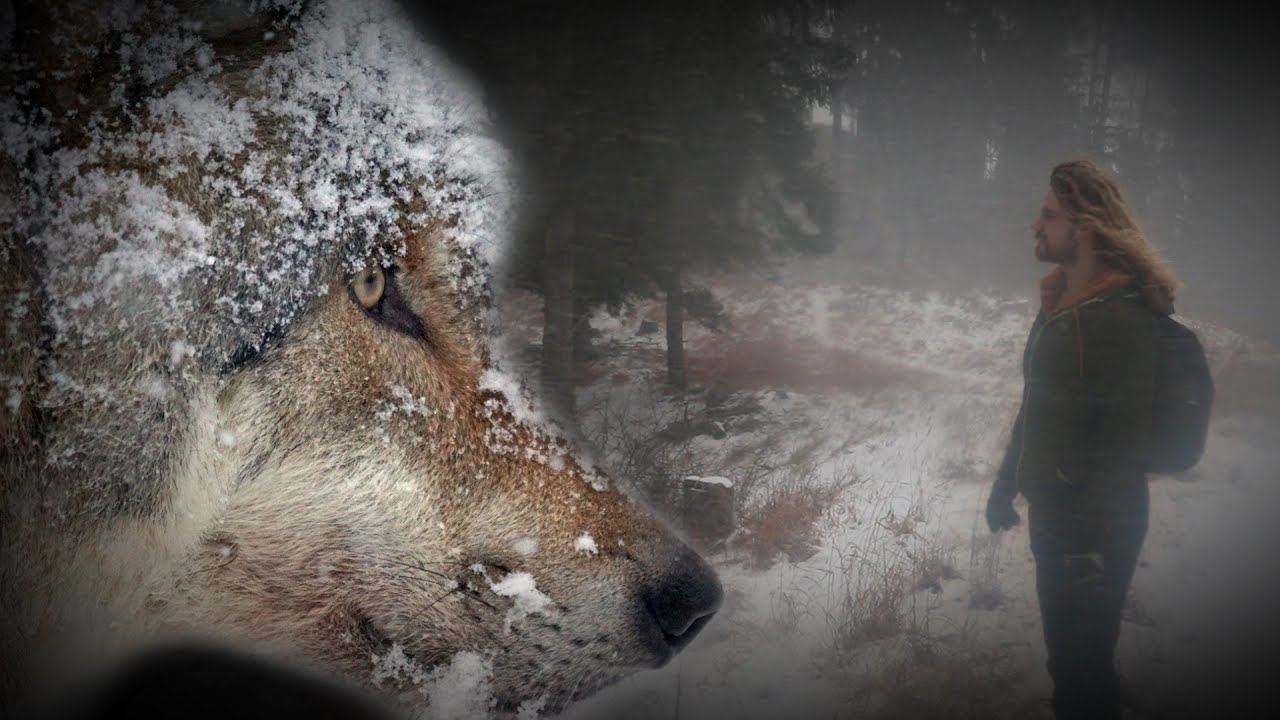 WOLF TRACKING IN SLOVAKIA - Interview with the Carpathian Wolf Watch