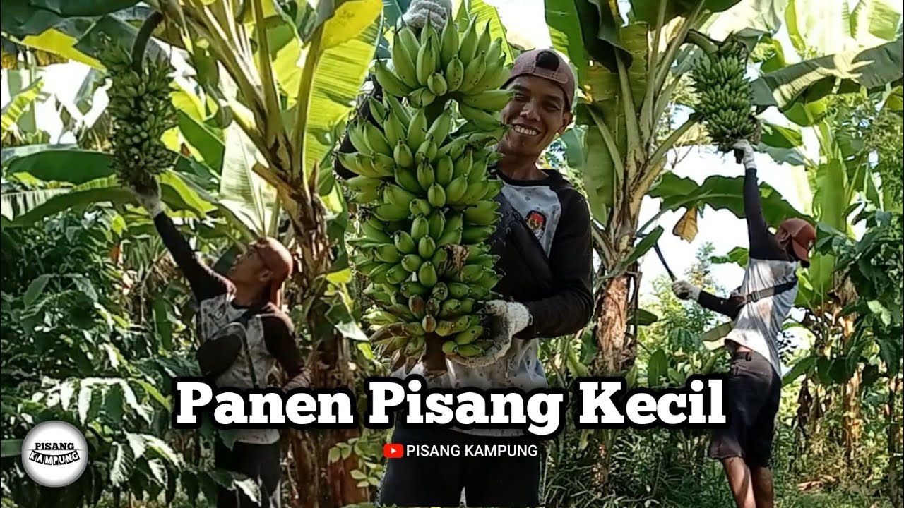 Panen pisang barlin, pisang muli, pisang putri, pisang 40 hari eps174