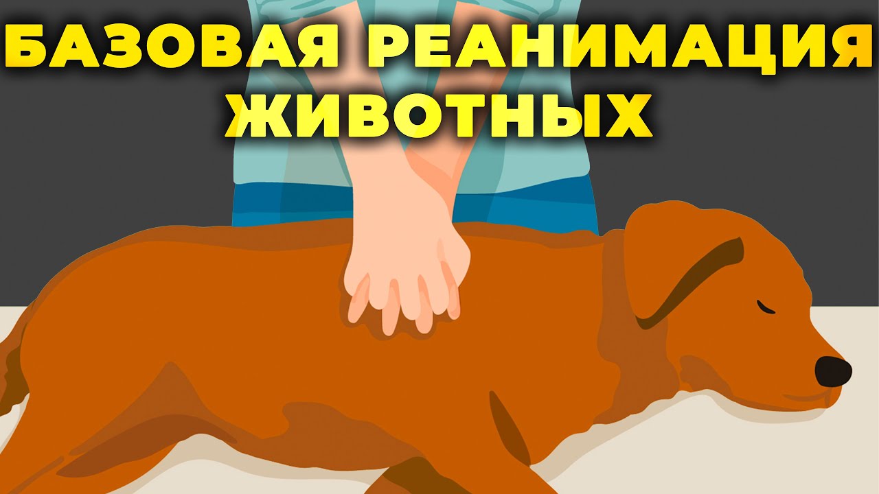 Базовая реанимация домашних животных. #ПроСМП