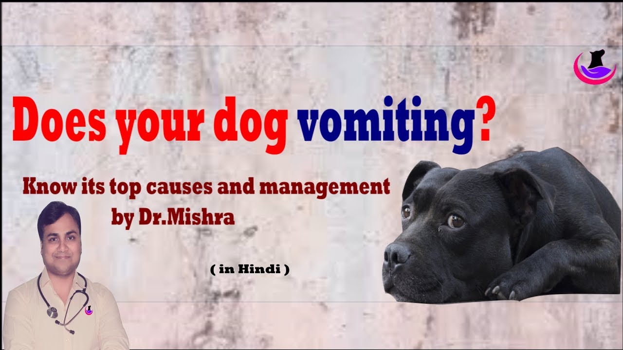 Why dog vomit?