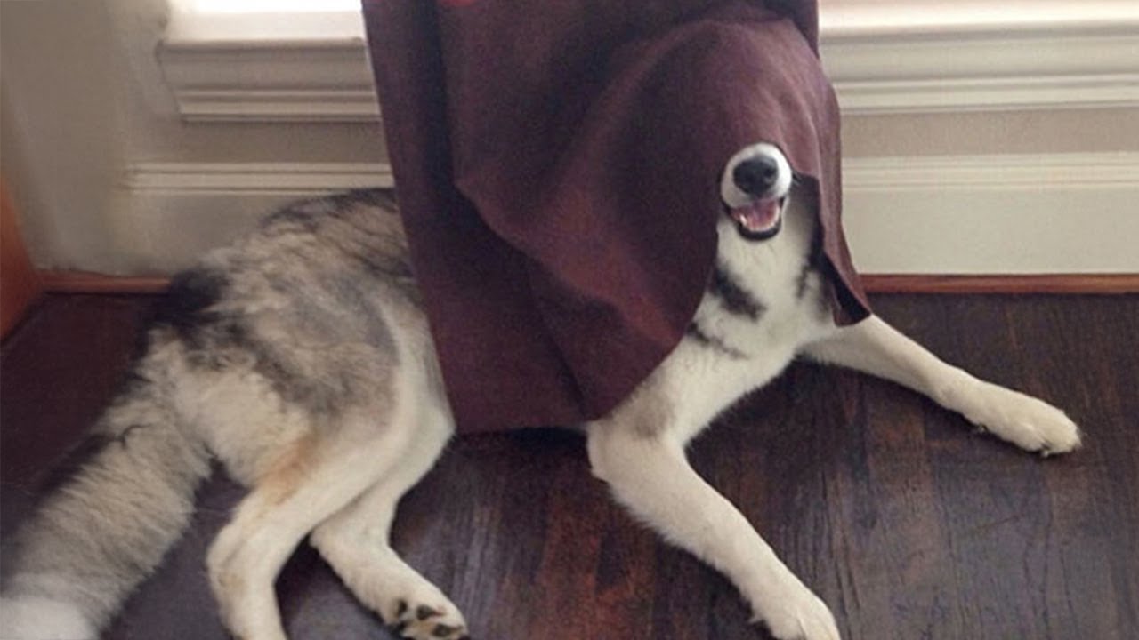 Huskies Are Proof That Humor Has No Limits 🤣 Funny Animals Videos 2024