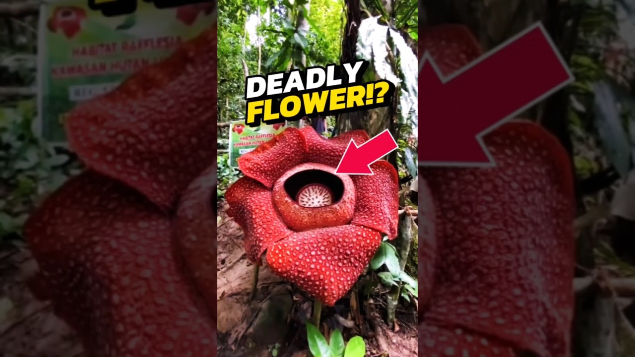 If You See This Giant Red Flowers, RUN IMMEDIATELY! 😨
