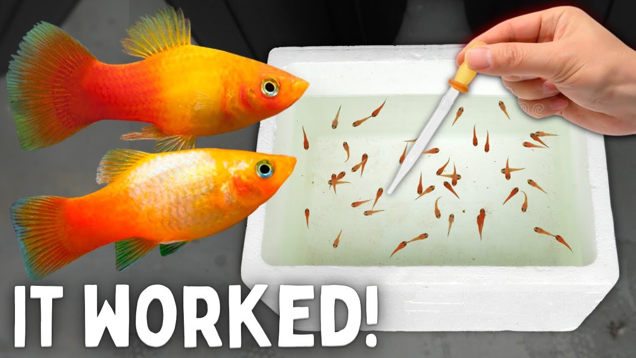 Breeding Platy Fish - Babies in 22 Days!